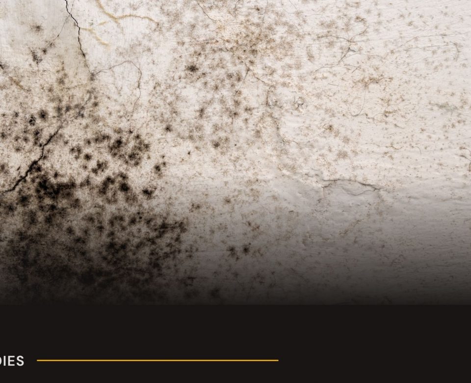 council housing disrepair claim for leaks damp and mould in Croydon flat