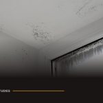 Lewisham council house damp and mould housing disrepair case study